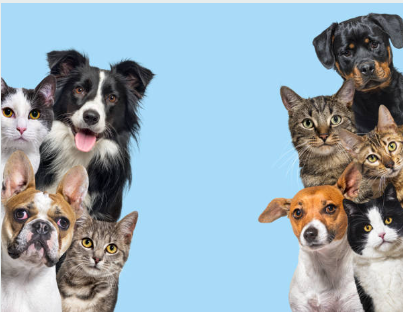 Pet Supplies