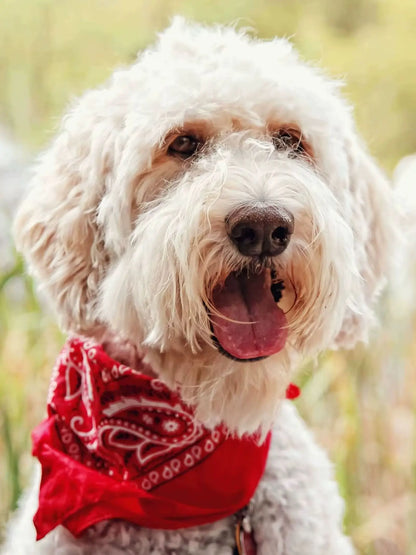 Pack of 6 Bandanas for Dog Polyester Paisley Regular Size