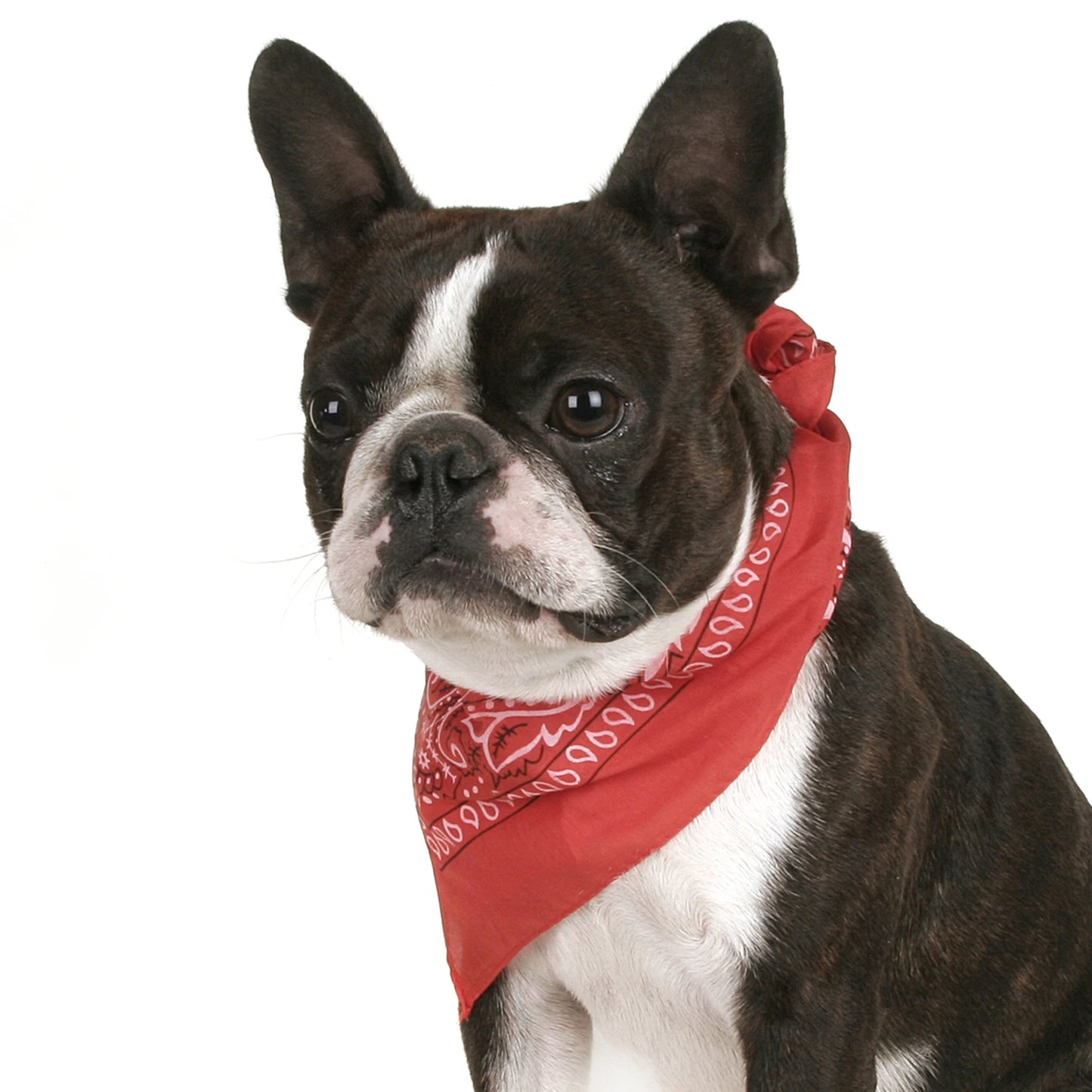 Pack of 6 Bandanas for Dog Polyester Paisley Regular Size