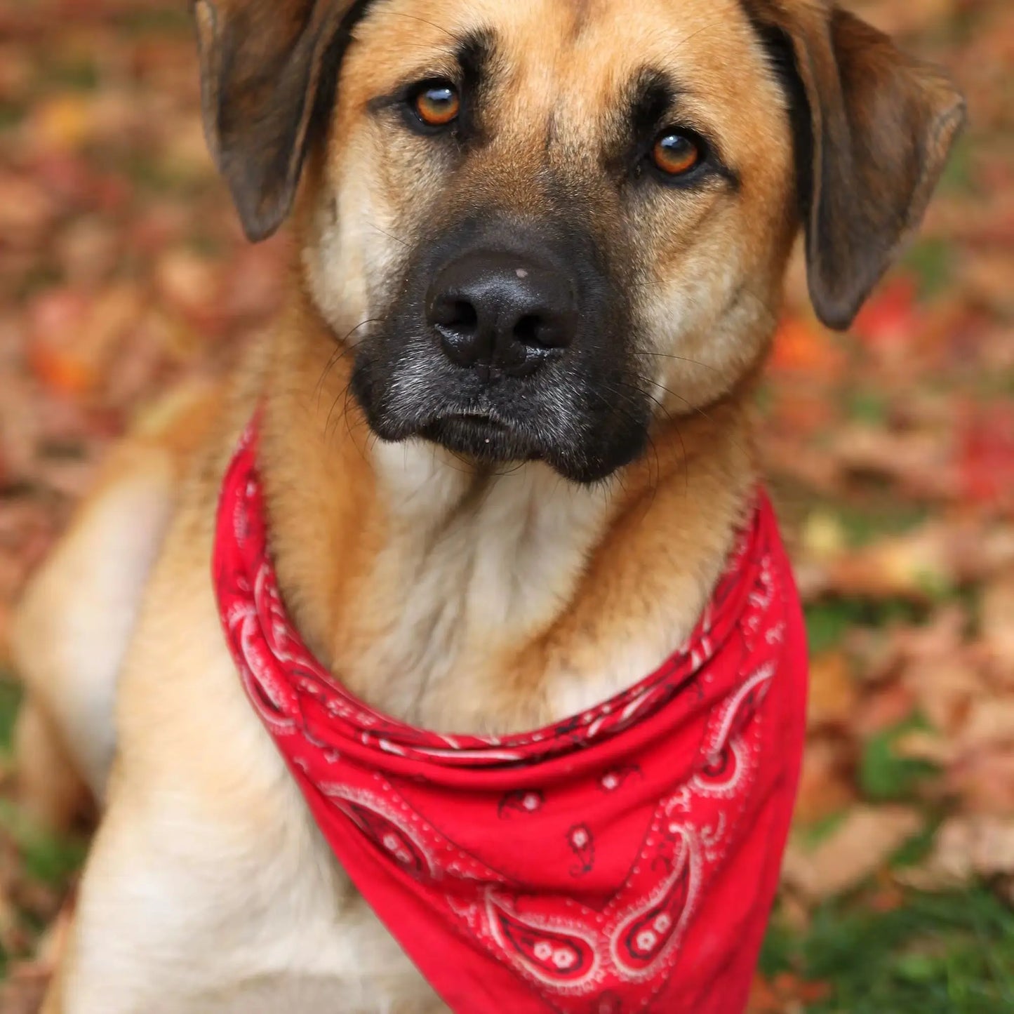 Pack of 3 Bandanas for Dog Polyester Paisley Regular Size