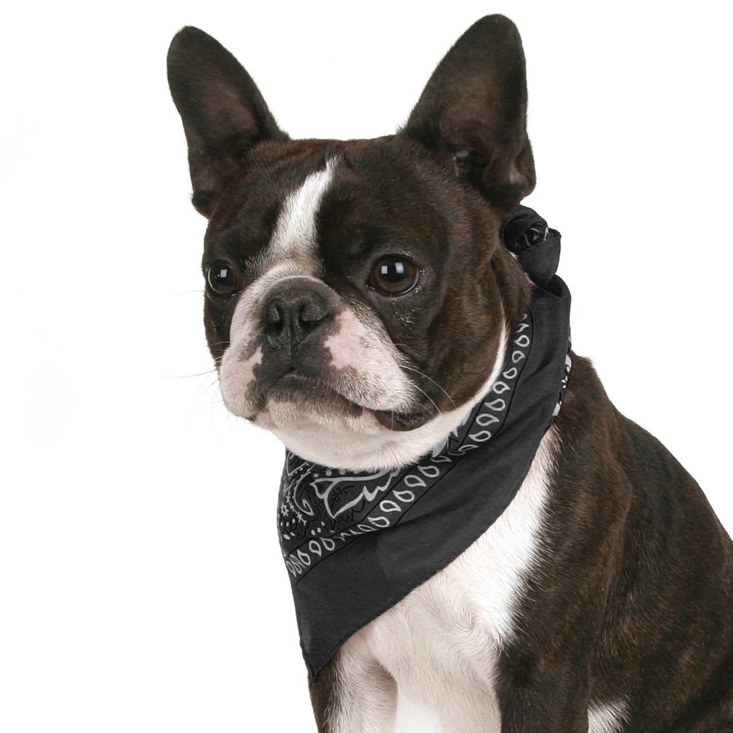 Pack of 6 Bandanas for Dog Polyester Paisley Regular Size